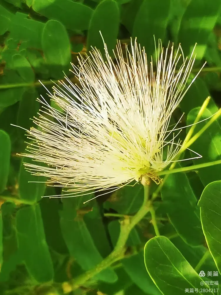 形似羽扇的白花合欢